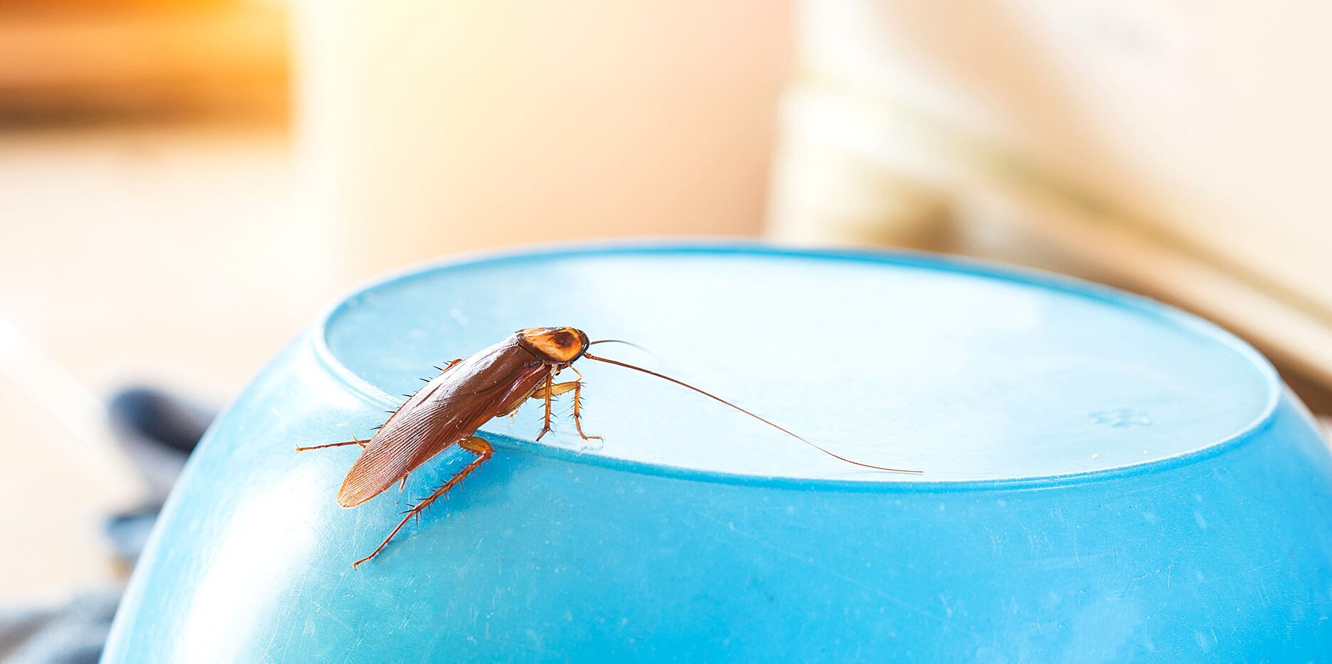 cockroach pest control in Melbourne