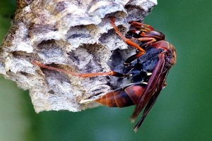 How To Deal With Wasp Insect In Your Home?