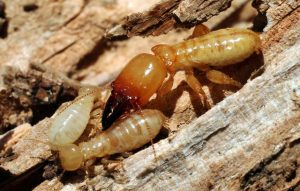 Termite Treatment Melbourne