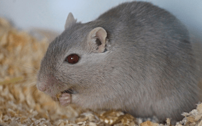 rodent control Melbourne