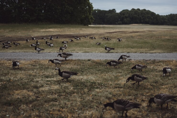 What Is Effective Bird Control Solution For Bird Hazards In Melbourne