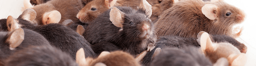 Why Rodent Pest Control Is Important?