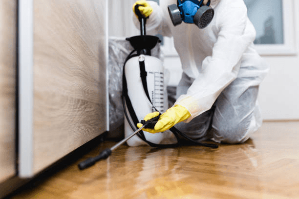 Protect Your Home with Termite Treatment in Melbourne