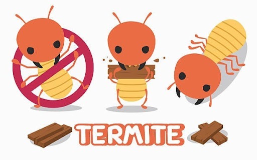 What are things that attract termites?